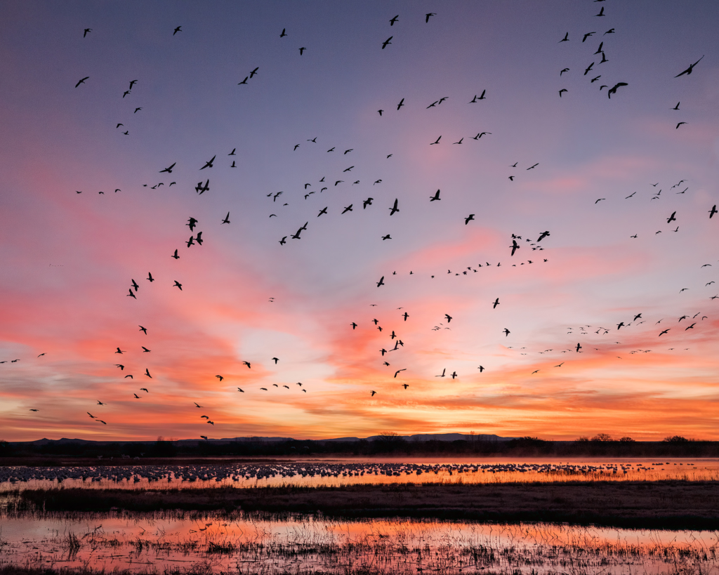 Migrating birds over water at sunset